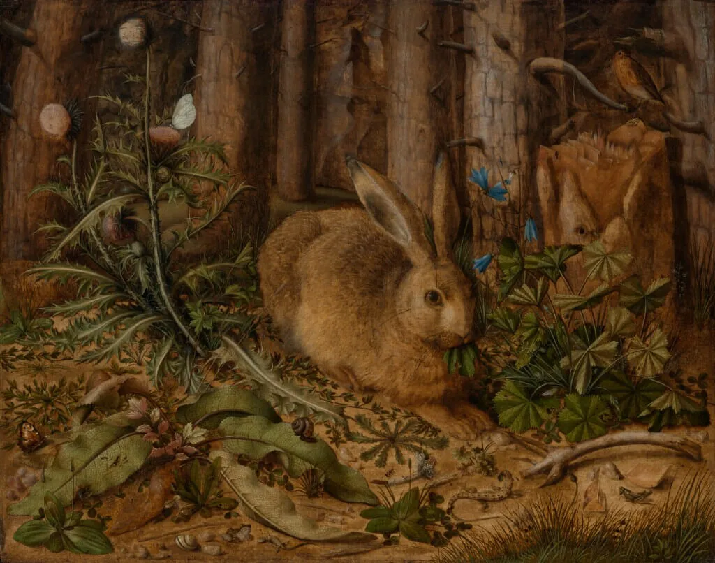 Nibbling on a leaf of Lady’s Mantle, an alert golden-brown hare sits at the edge of a pine forest.