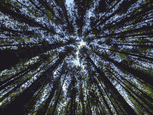 Upwards shot at tall trees as if taken from the ground. The blue sky and sun peak through the top branches.