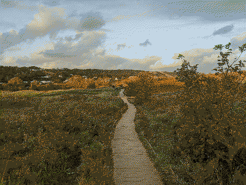A wooden boardwalk runs through flora, and disappears into a line of orange trees, lit by the golden hour sun.