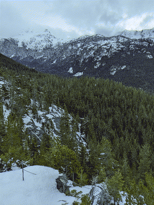 A forest sprawls out down the side of a mountain, snow covers the stoney ground between the trees. A large snowy mountain sits in the background.