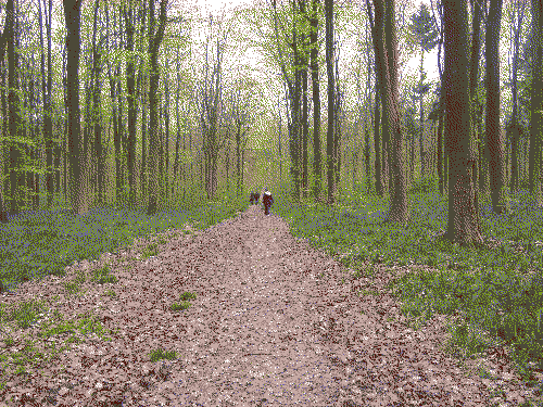 A fallen leaf and dirt covered path between sheets of bluebells and trees.