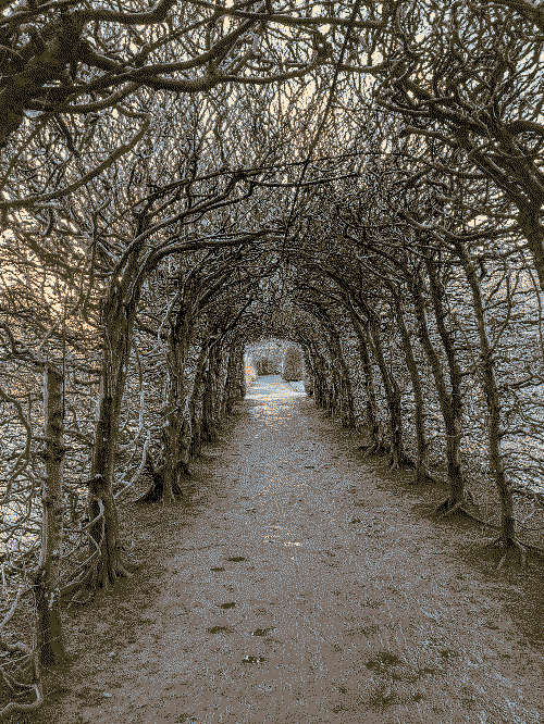 A footpath tunnel that is created out of living trees with no leaves.