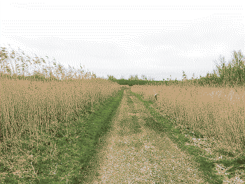 A worn path between fields of long wheat colour grasses on an overcast day.