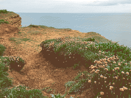 Sandy cliff edge with coastal flowers either side of a worn path. The sea is in the background.