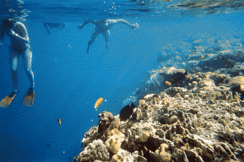 People snorkel underwater, with coral and fishes in the foreground.